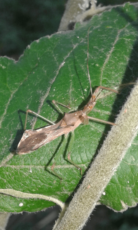 Reduviidae: Neanidi di Nagusta goedelii